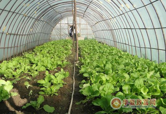 农村投资好项目推荐